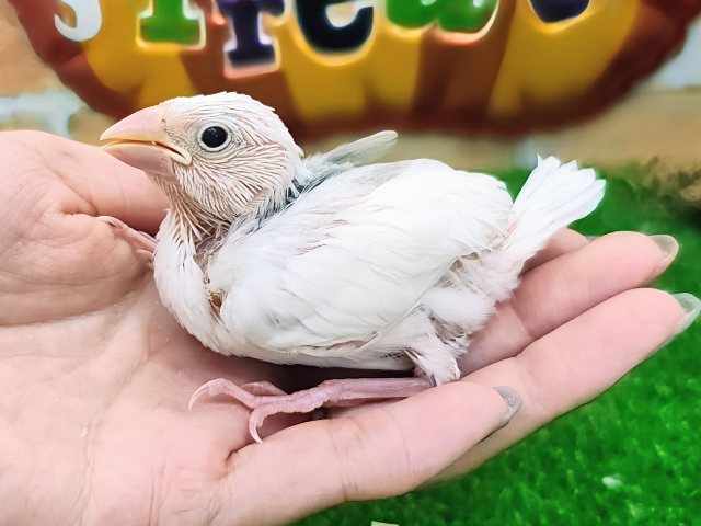 白文鳥