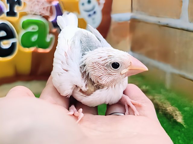 白文鳥