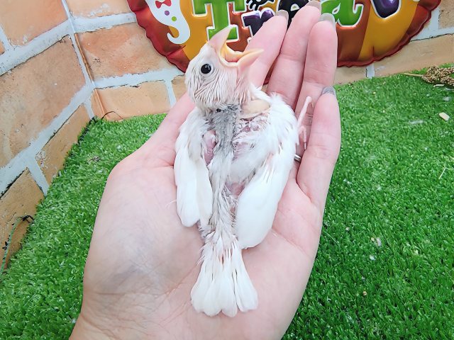 白文鳥