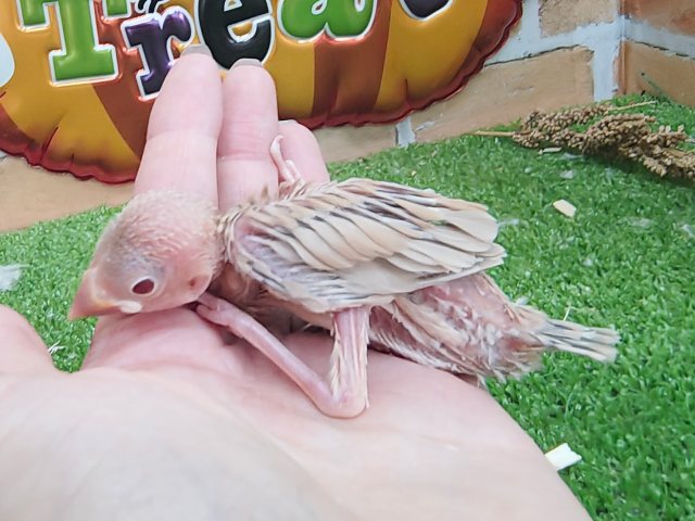 シナモン文鳥