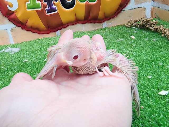 シナモン文鳥