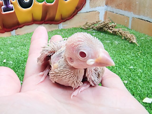 シナモン文鳥