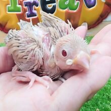 つるつるボディは今だけの宝物🎁シナモン文鳥のヒナ入荷しました❤️