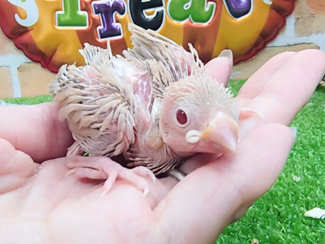 つるつるボディは今だけの宝物🎁シナモン文鳥のヒナ入荷しました❤️