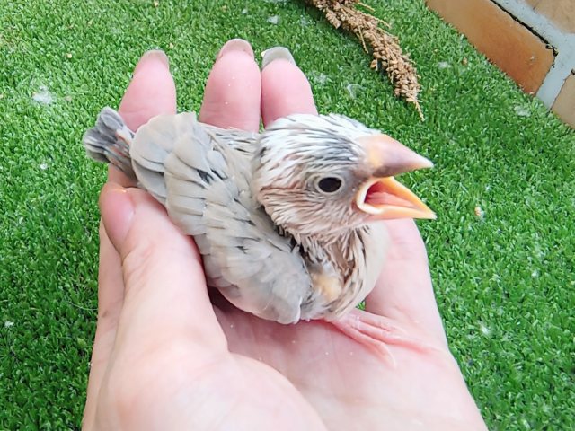 アゲイト文鳥
