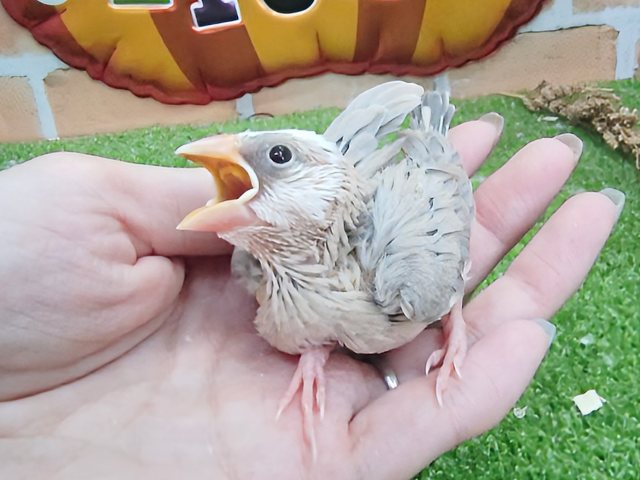 アゲイト文鳥