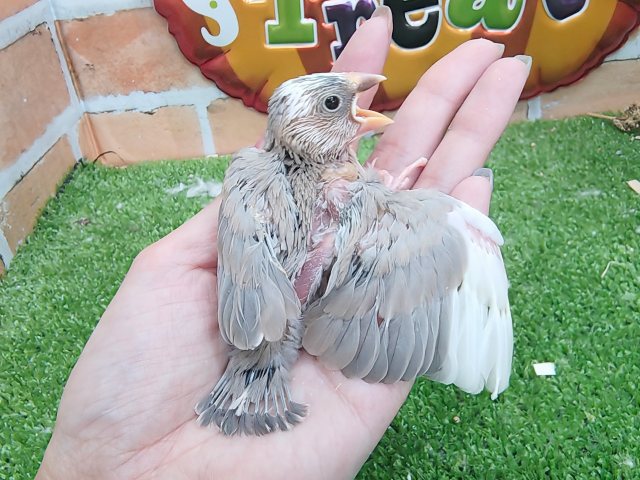 アゲイト文鳥