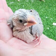 激レア!!!アゲイト文鳥のヒナ入荷しました❤️