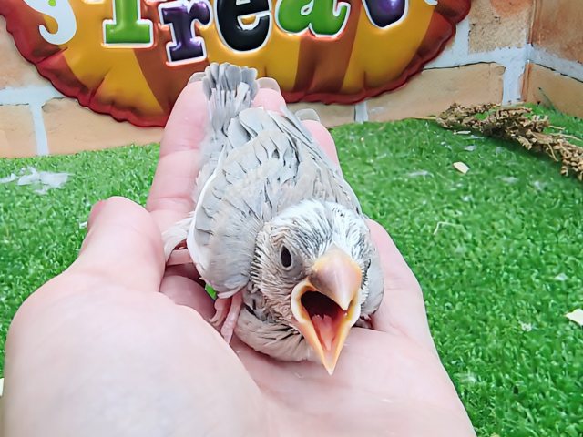 アゲイト文鳥