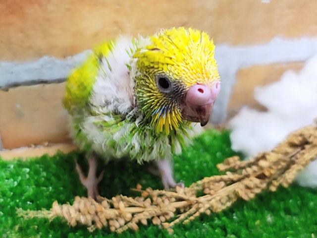 黄色と緑のグラデーション✨セキセイインコのヒナ(グリーンスパングル)入荷しました❤️