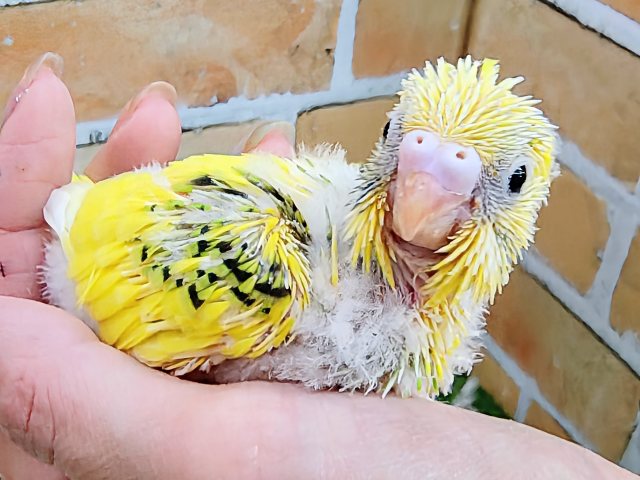 一部分のみ柄が入るよ♪セキセイインコのヒナ(グリーンパイド)入荷しました❤️