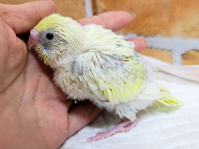 セキセイインコ