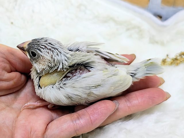 シルバー文鳥