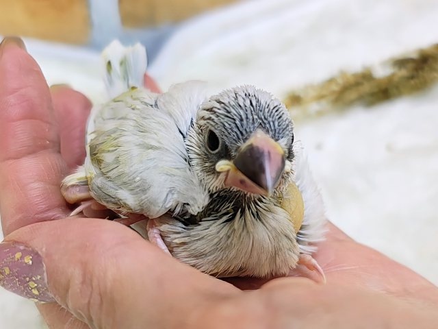 カッコよくなるよー！シルバー文鳥の雛入舎です🩵