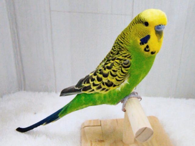 ジャンボセキセイインコ