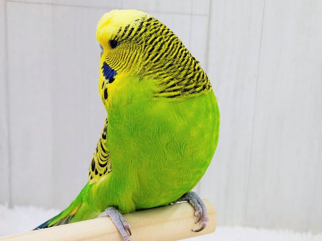 最新画像更新♡ムチムチボディー。ジャンボセキセイインコ ジャンボセキセイインコ