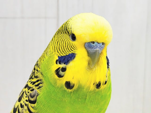 最新画像更新♡ムチムチボディー。ジャンボセキセイインコ ジャンボセキセイインコ