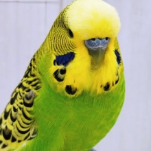 最新画像更新♡ムチムチボディー。ジャンボセキセイインコ