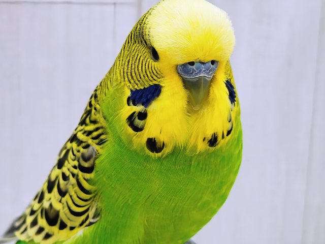 最新画像更新♡ムチムチボディー。ジャンボセキセイインコ 最新画像更新♡ムチムチボディー。ジャンボセキセイインコ