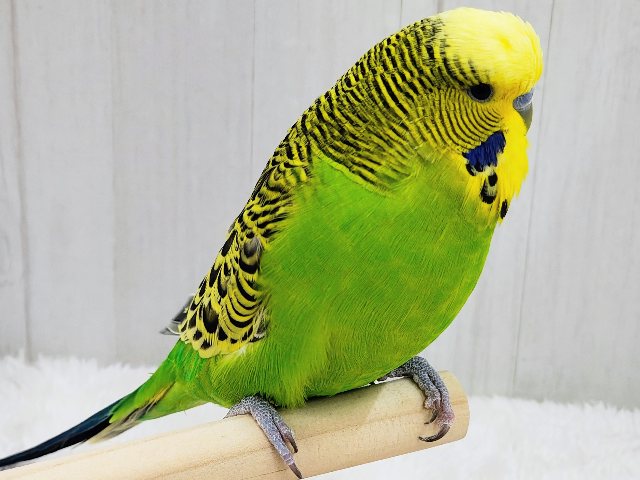 ジャンボセキセイインコ
