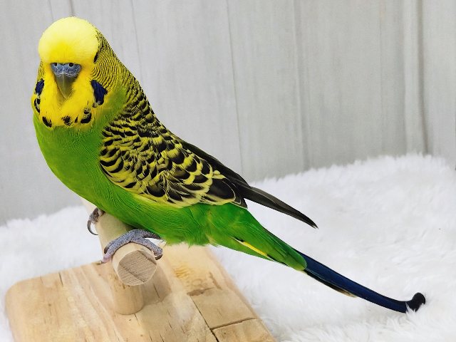 ジャンボセキセイインコ