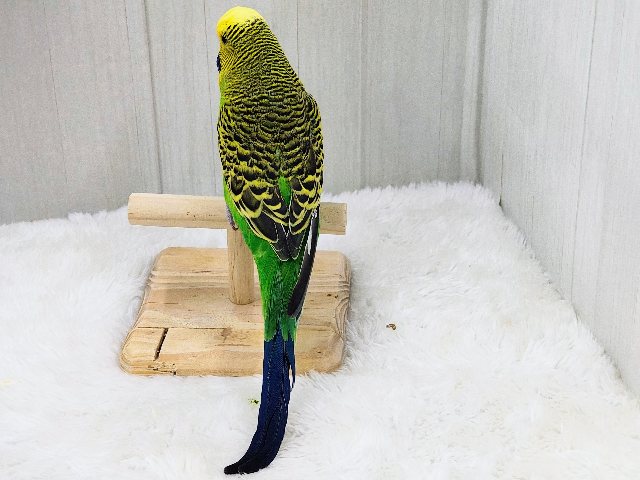 最新画像更新♡ムチムチボディー。ジャンボセキセイインコ ジャンボセキセイインコ