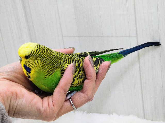 最新画像更新♡ムチムチボディー。ジャンボセキセイインコ ジャンボセキセイインコ