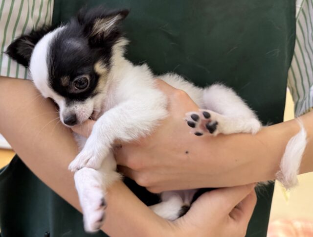 最新📷顔が左右で違う?チワマルちゃん チワマル(マルチワ)