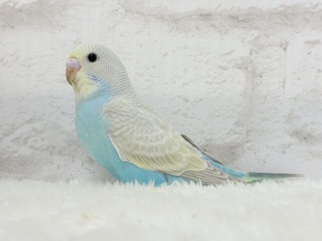 【最新画像更新🪄】個性的で魅力的🧚♀️🫧セキセイインコ(パステルレインボースパングル) ヒナ セキセイインコ