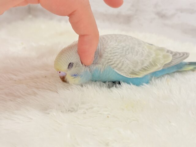 【最新画像更新🪄】個性的で魅力的🧚♀️🫧セキセイインコ(パステルレインボースパングル) ヒナ セキセイインコ
