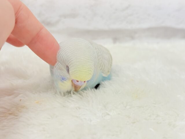 【最新画像更新🪄】個性的で魅力的🧚♀️🫧セキセイインコ(パステルレインボースパングル) ヒナ セキセイインコ
