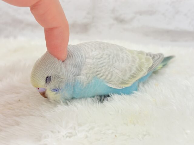 【最新画像更新🪄】個性的で魅力的🧚♀️🫧セキセイインコ(パステルレインボースパングル) ヒナ セキセイインコ
