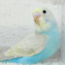 【最新画像更新🪄】個性的で魅力的🧚‍♀️🫧セキセイインコ(パステルレインボースパングル) ヒナ