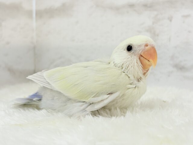 小桜インコ　コザクラインコ　インコ　お花　ピンバッジ　鳥　ブローチ　チャーム 小桜インコ コザクラインコ インコ ピンバッジ 鳥 ブローチ