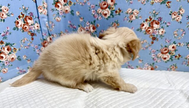 ハーフ犬(チワワ✖️ミニチュアダックス)男の子♫やんちゃになりそう! チワックス