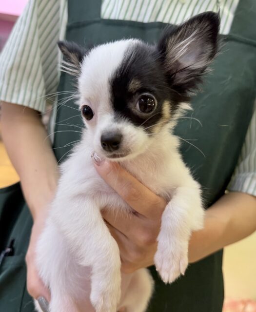 最新📷顔が左右で違う?チワマルちゃん 最新📷顔が左右で違う?チワマルちゃん