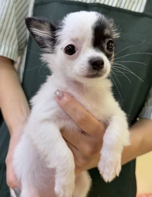 チワマル（マルチワ）