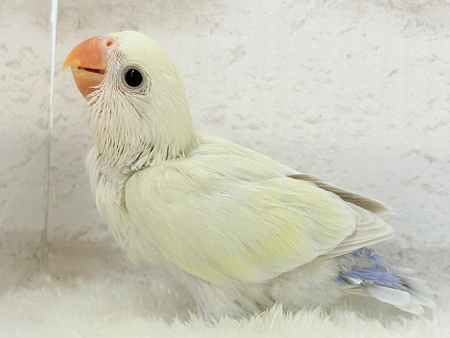 【最新画像更新🪄】ふんわりやわらか🫧淡カラー🐣コザクラインコ(シナモン) ヒナ