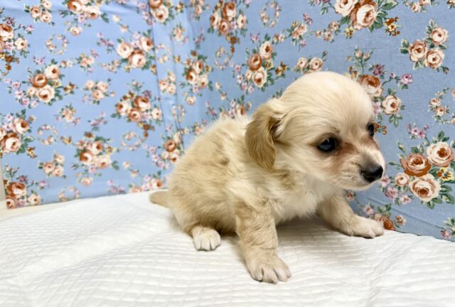 ハーフ犬(チワワ✖️ミニチュアダックス)男の子♫やんちゃになりそう! チワックス