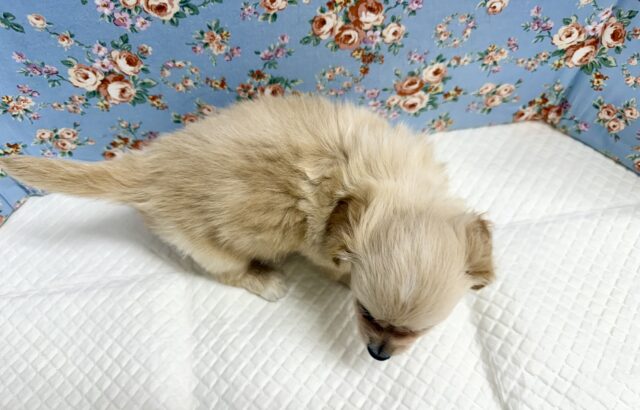 ハーフ犬(チワワ✖️ミニチュアダックス)男の子♫やんちゃになりそう! チワックス