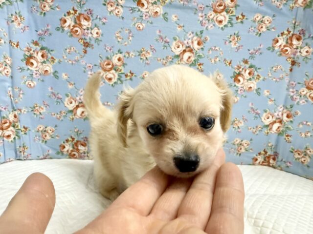 ハーフ犬(チワワ✖️ミニチュアダックス)男の子♫やんちゃになりそう! チワックス