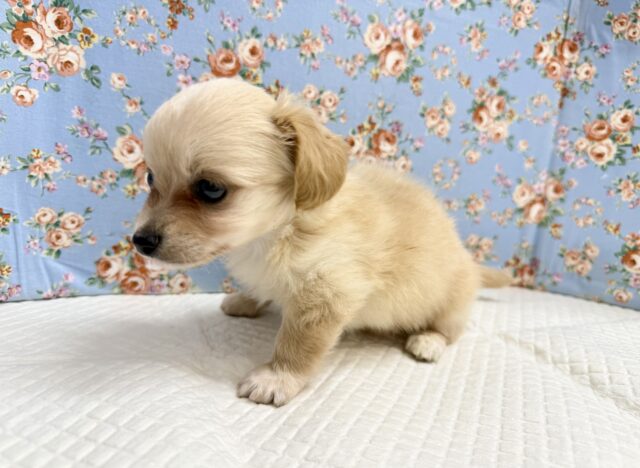 ハーフ犬(チワワ✖️ミニチュアダックス)男の子♫やんちゃになりそう! チワックス