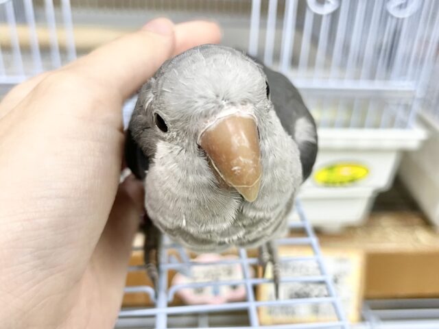 オキナインコ