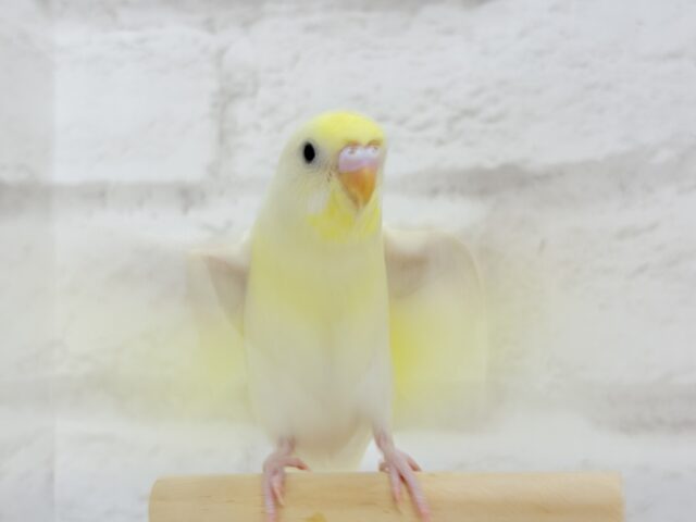 セキセイインコ