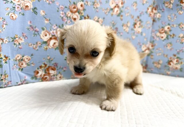 ハーフ犬(チワワ✖️ミニチュアダックス)男の子♫やんちゃになりそう! チワックス