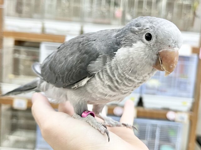 オキナインコ