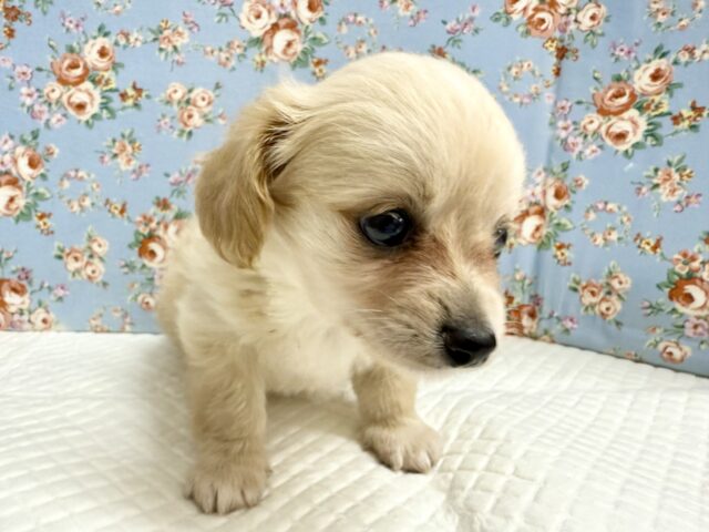 ハーフ犬(チワワ✖️ミニチュアダックス)男の子♫やんちゃになりそう! チワックス
