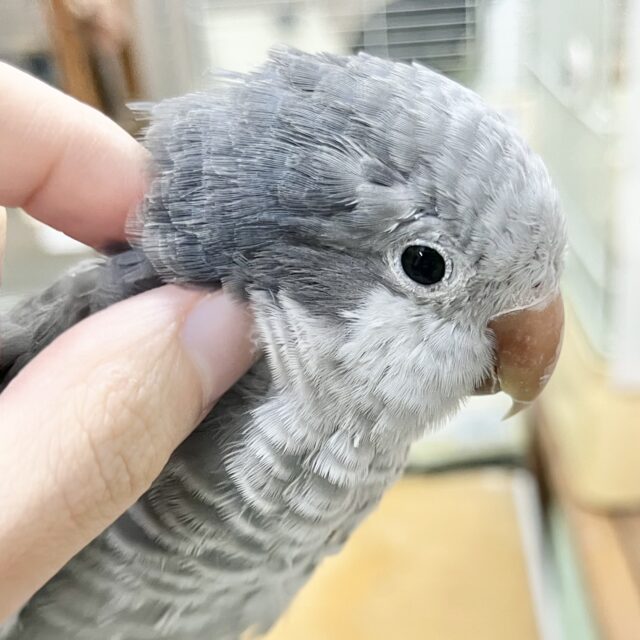 動画あり🎥【🆙最新画像アリ‼️】激シブ❗️超クールなカラー🆒💫 オキナインコ（バイオレット）