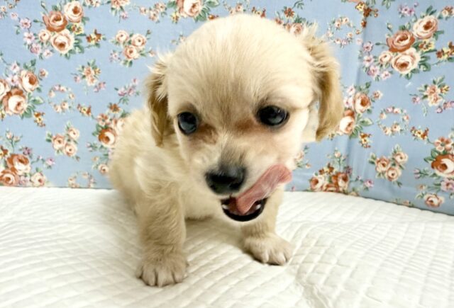 ハーフ犬(チワワ✖️ミニチュアダックス)男の子♫やんちゃになりそう! チワックス