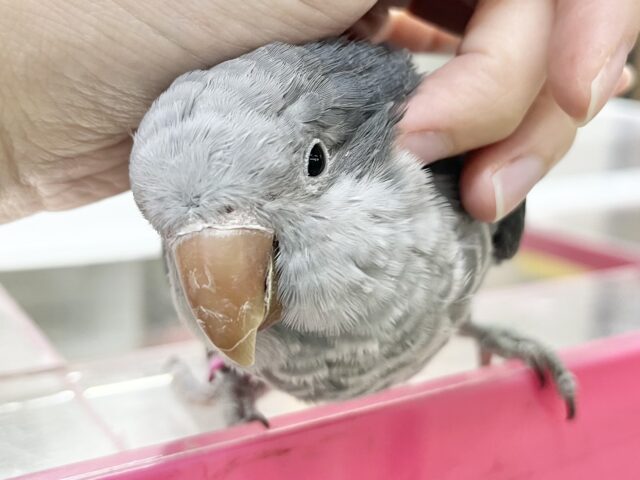オキナインコ